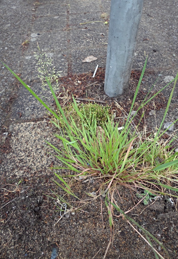 Entre les pavés se côtoient Agrostis commune (A. capillaris) et Sagine couchée (Sagina procumbens)